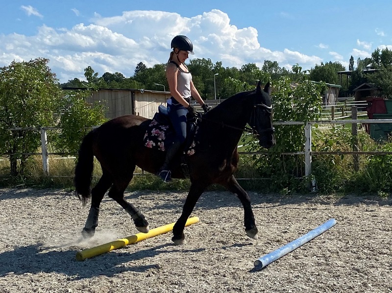 Bewegungstraining am Pferd mit Stangen