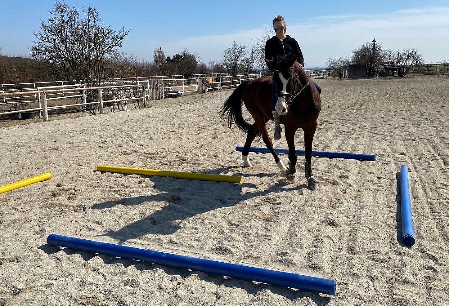 Tellington Bodenarbeit